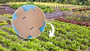 Rabata z kartonów to doskonały sposób na błyskawiczne założenie rabaty kwiatowej lub warzywnej.