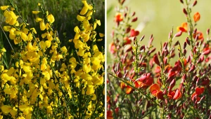 Kiedy najlepiej sadzić żarnowca? Jeśli odpowiednio go wzmocnisz, odpowie pięknym kwitnieniem