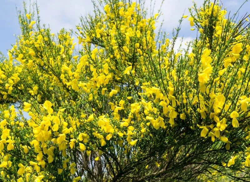 Żarnowce ozdabiają motylkowate kwiaty