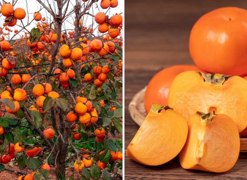 Owoce kaki mają wiele właściwości zdrowotnych