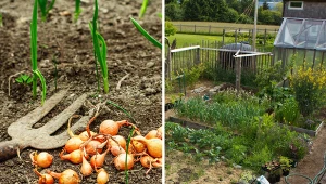 Wyjaśniamy, w jakim towarzystwie nie sadzić cebuli w ogrodzie.