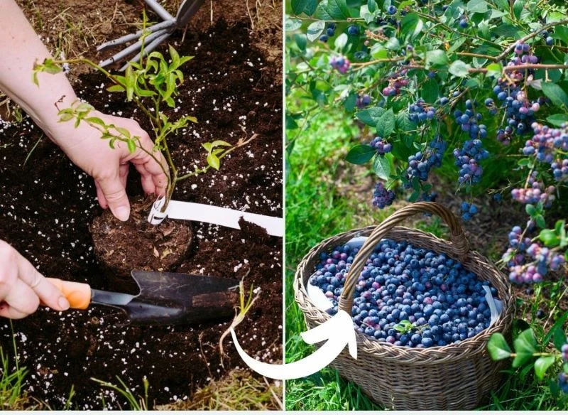 Chociaż sadzenie borówki amerykańskiej nie stanowi dużego wyzwania, należy jednak przestrzegać kilku zasad