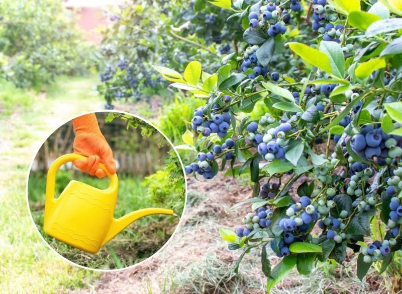 Sposób na obfite plony