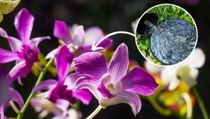 Storczyk Dendrobium kwitnie cały czas przez kilka miesięcy, ale potrzebuje specjalnej pielęgnacji. Fot. 123 RF