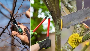 Poniżej znajdziesz listę 13 najczęstszych błędów podczas cięcia drzewek owocowych.