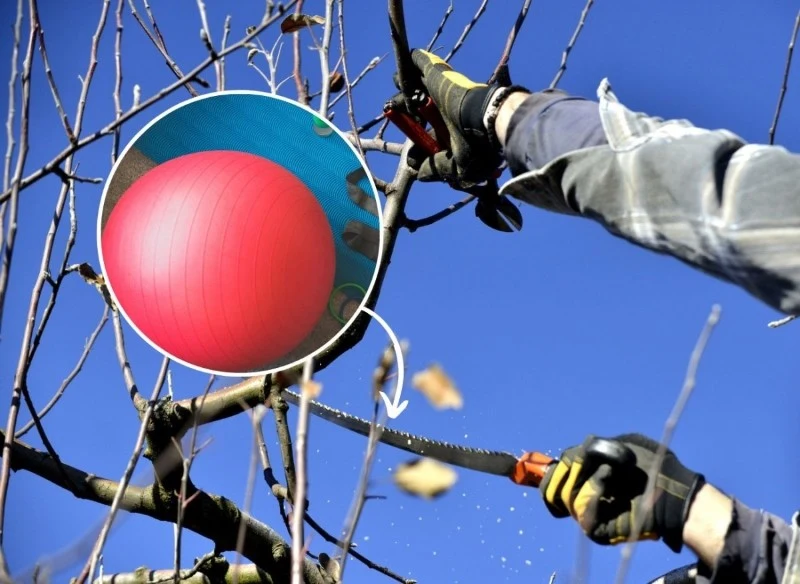 Poznaj najprostszą metodę przycinania drzewek owocowych w ogrodzie