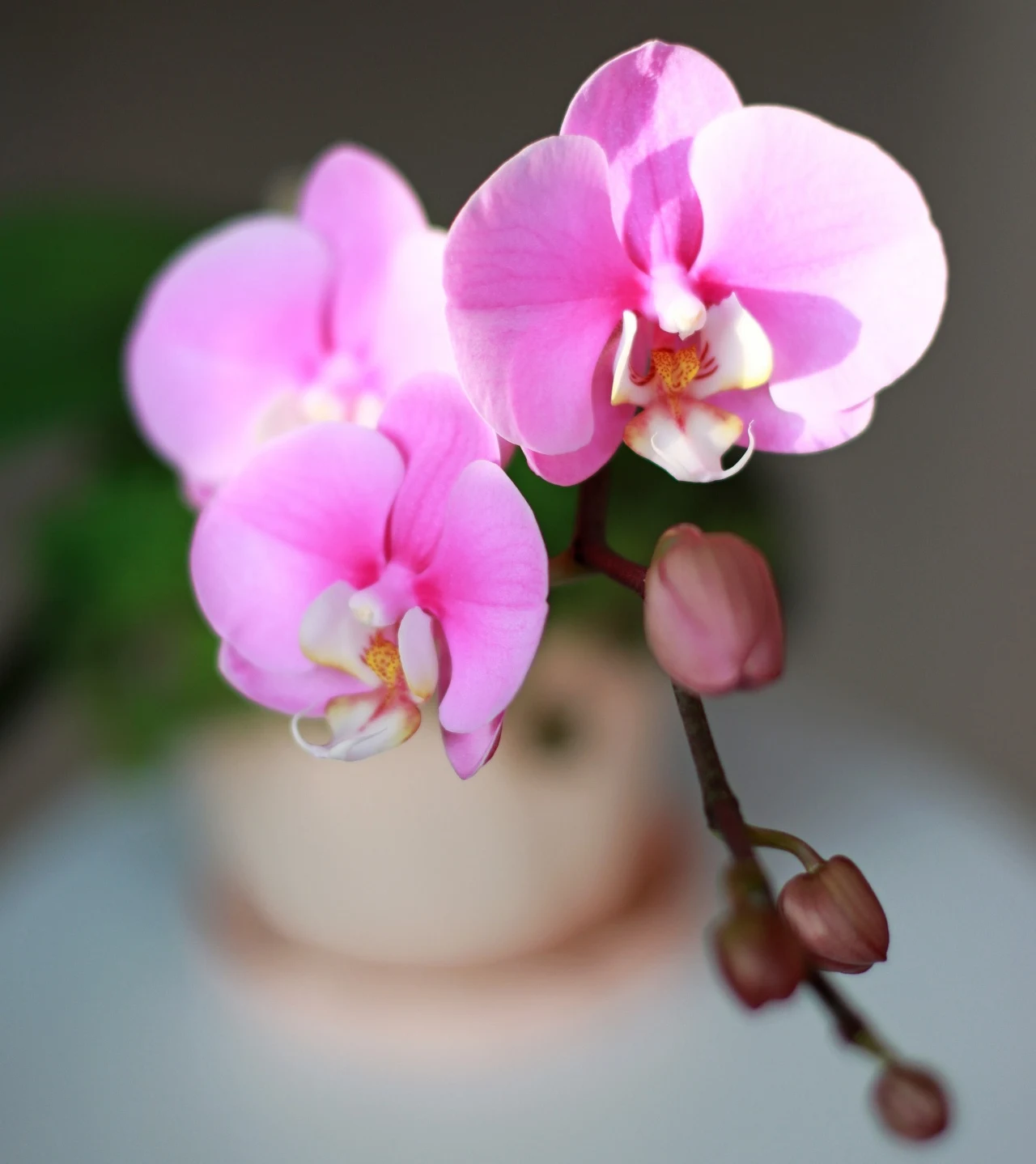 Storczyk to idealna roślina na prezent