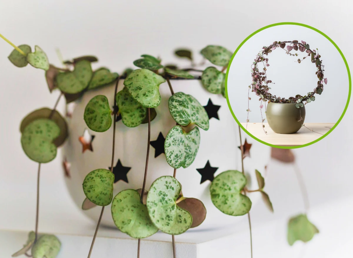 Liście lampionu chińskiego przypominają serca