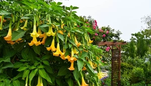 Datura ze względu na toksyczne właściwości nazywana jest diabelskim zielem.