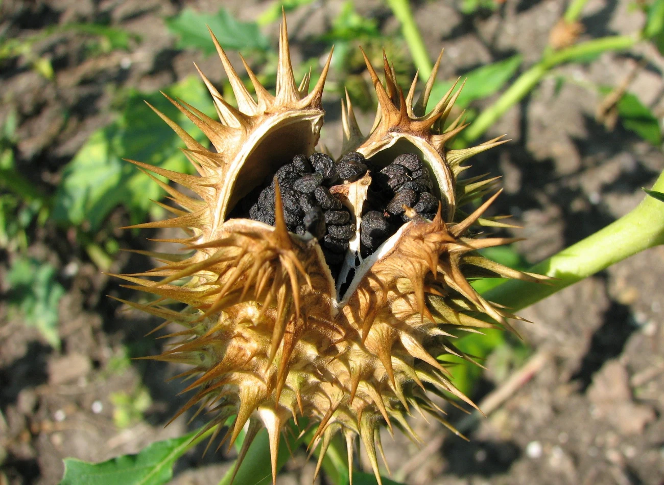 Rozgryzienie ziaren datury jest śmiertelnie niebezpieczne