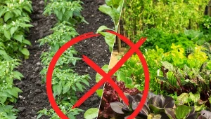 Na co zwrócić uwagę podczas sadzenia warzyw i jakie rośliny powinny znaleźć się obok siebie w ogrodzie, a jakie wręcz przeciwnie?