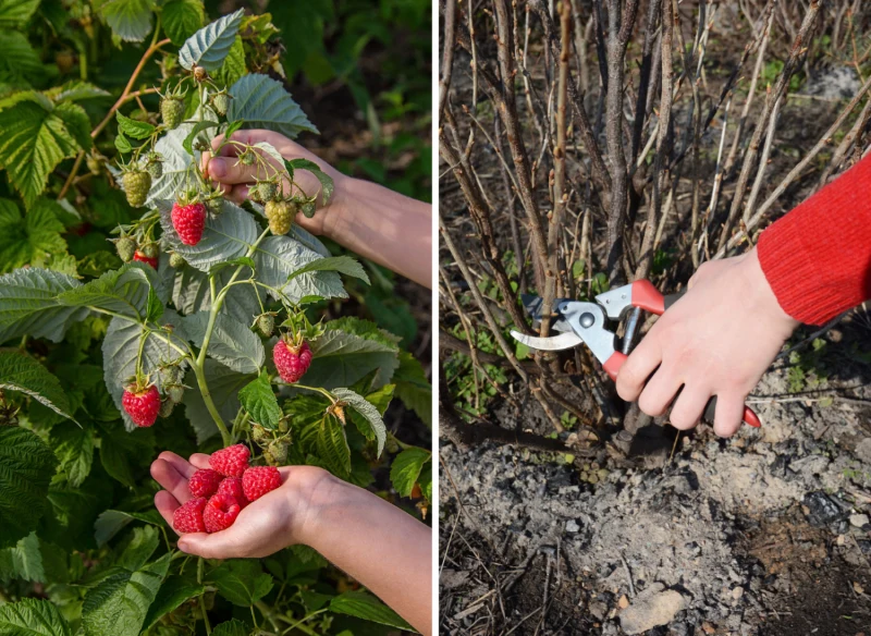 Wyjaśniamy, jak przycinać maliny, by bogato obrodziły