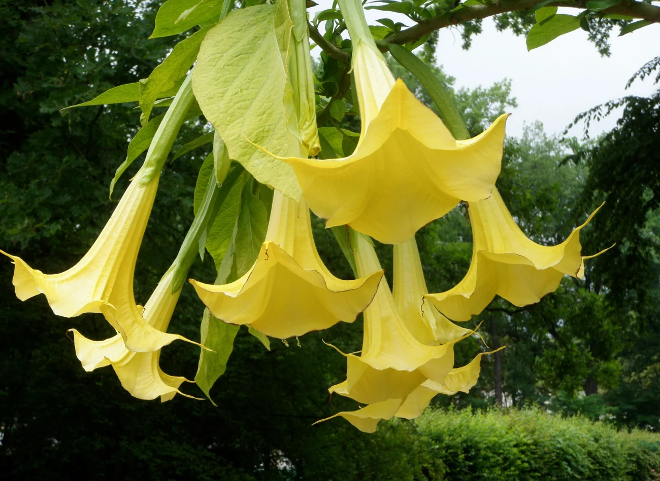 Kwiaty datury mają dzwonkowaty kształt, ale trzeba na nie uważać - są trujące