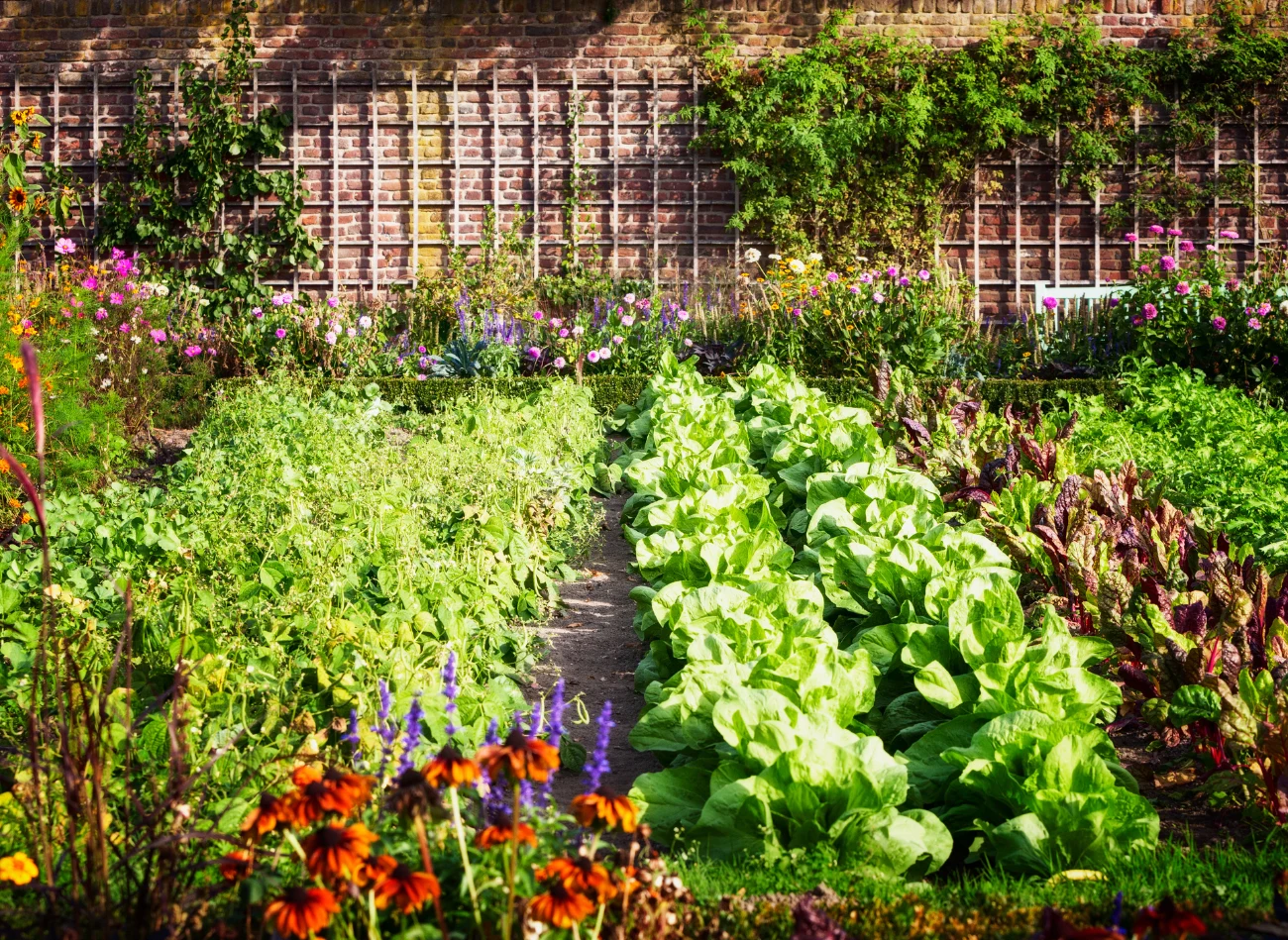 Niektóre gatunki warzyw źle znoszą swoje towarzystwo