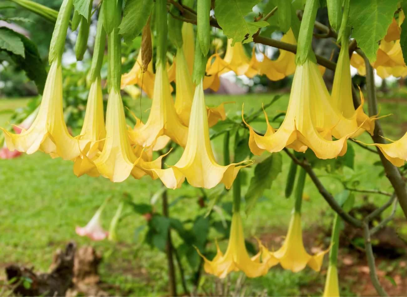 Datura to piękna i niebezpieczna roślina