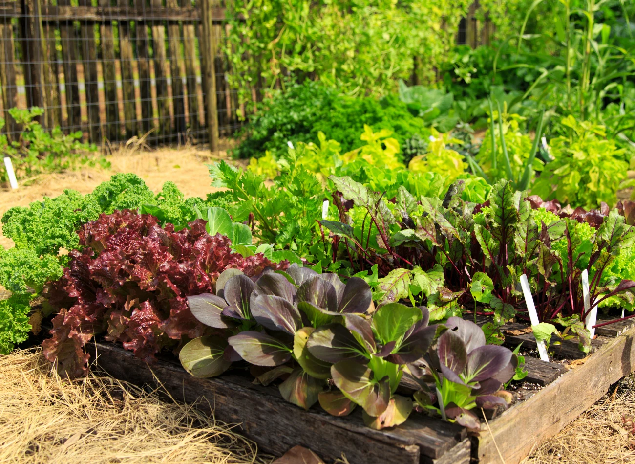 Przed założeniem warzywniaka należy starannie przemyśleć układ sadzenia warzyw