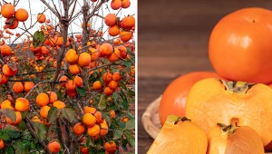 Owoce kaki mają wiele właściwości zdrowotnych.