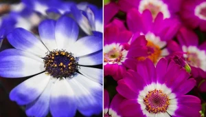 Cyneraria to roślina występująca w naturalnych warunkach na wyspach Kanaryjskich