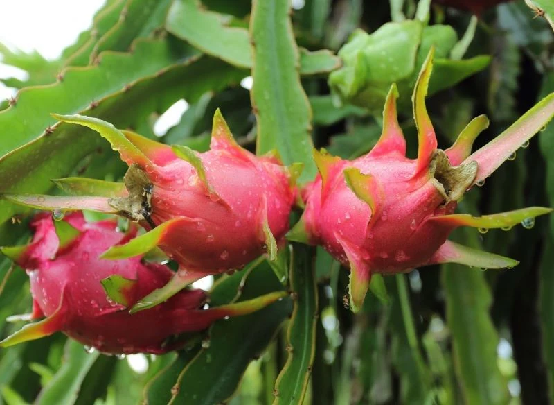 Pitaja przypomina łuski mitycznej bestii