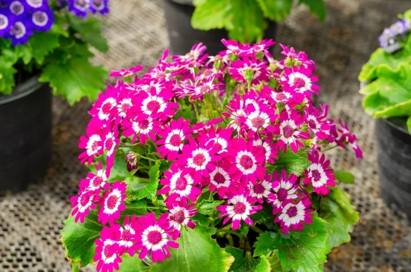 W naszych warunkach klimatycznych cyneraria jest rośliną krótkowieczną