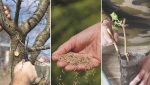 Kalendarz ogrodnika na marzec jest wypełniony po brzegi.