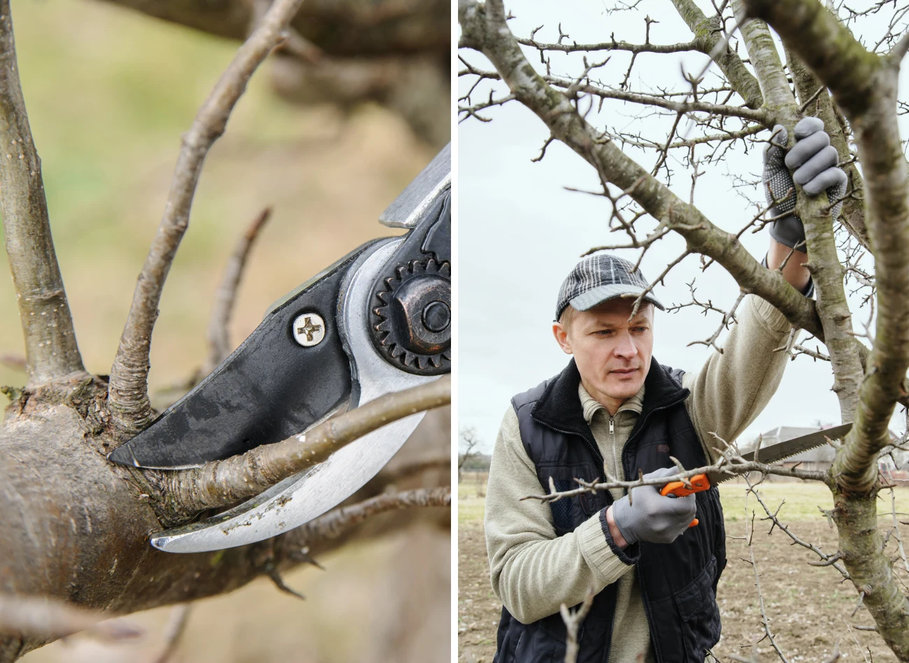 Starsze śliwy potrzebują przede wszystkim cięcia prześwietlającego