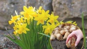 W odróżnieniu od wielu innych gatunków, żonkile nie wymagają pielęgnacji