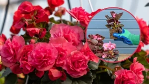 Begonia może być hodowana na zewnątrz (w ogrodach lub w donicach na balkonach bądź tarasach), a także w domach jako roślina pokojowa.