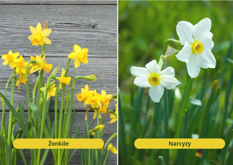 Słowa „żonkil” i „narcyz” często błędnie traktowane są jako synonimy
