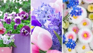 Przedstawiamy najpiękniejsze wiosenne kwiaty.