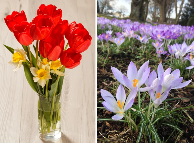 Tulipany, żonkile i krokusy to prawdziwe symbole wczesnej wiosny
