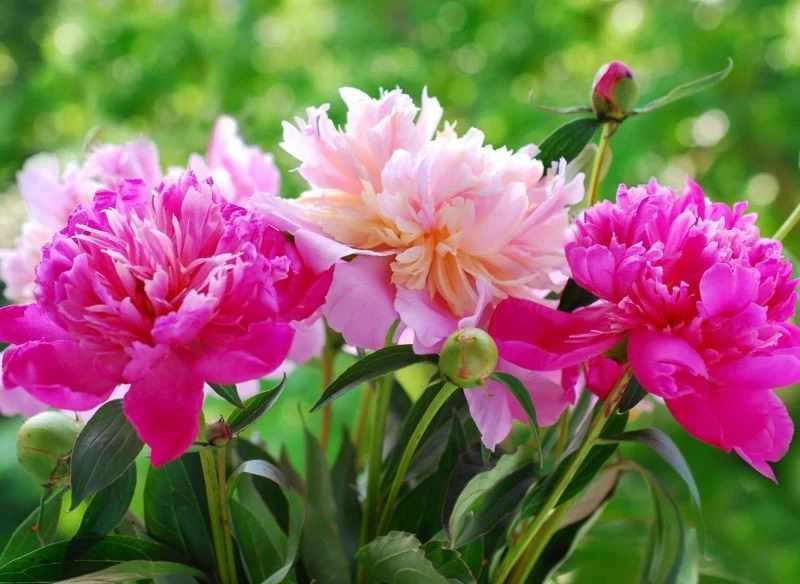 Piwonia pięknie wygląda i pachnie