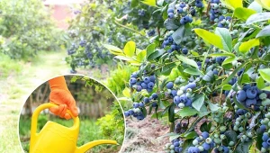 Sposób na obfite plony. Sprawdź, kiedy i jak stosować mikoryzę do borówki amerykańskiej.