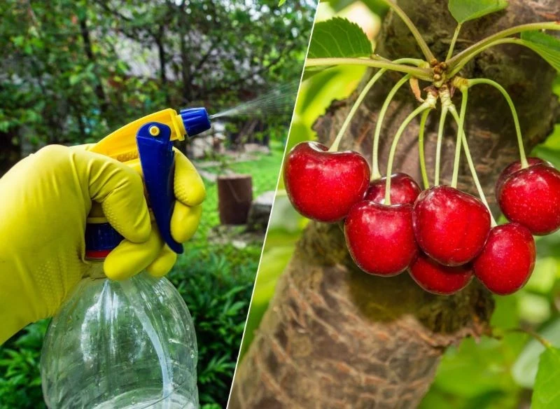 Opryski to najlepszy sposób, aby pozbyć się chorób i szkodników na czereśniach