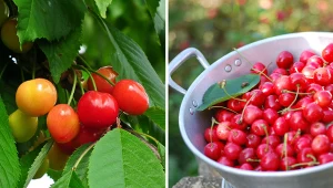 Wyjaśniamy, jak uprawiać czereśnie i które odmiany są odporne na robaki. Fot. Pixabay