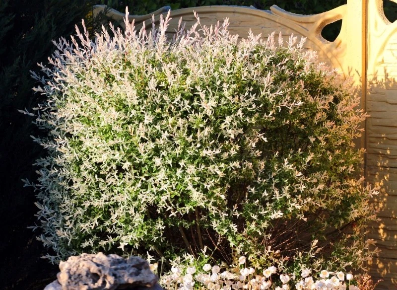 Uprawa wierzby japońskiej nie jest skomplikowana