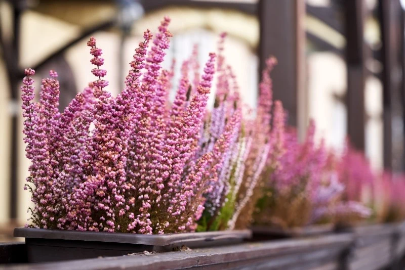 Przycinanie wrzosów wpływa na krzewienie i obfitsze kwitnienie roślin