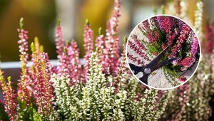 Sprawdź, jak i kiedy przycinać wrzosy na wiosnę oraz dlaczego warto to robić.