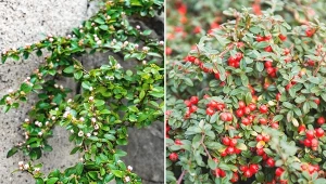 Zawsze wykonuj ten zabieg w marcu. Irga w ogrodzie zachwyci feerią barw.