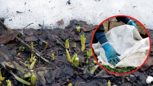 Wyjaśniamy, jak chronić rośliny przed wczesnowiosennymi przymrozkami.