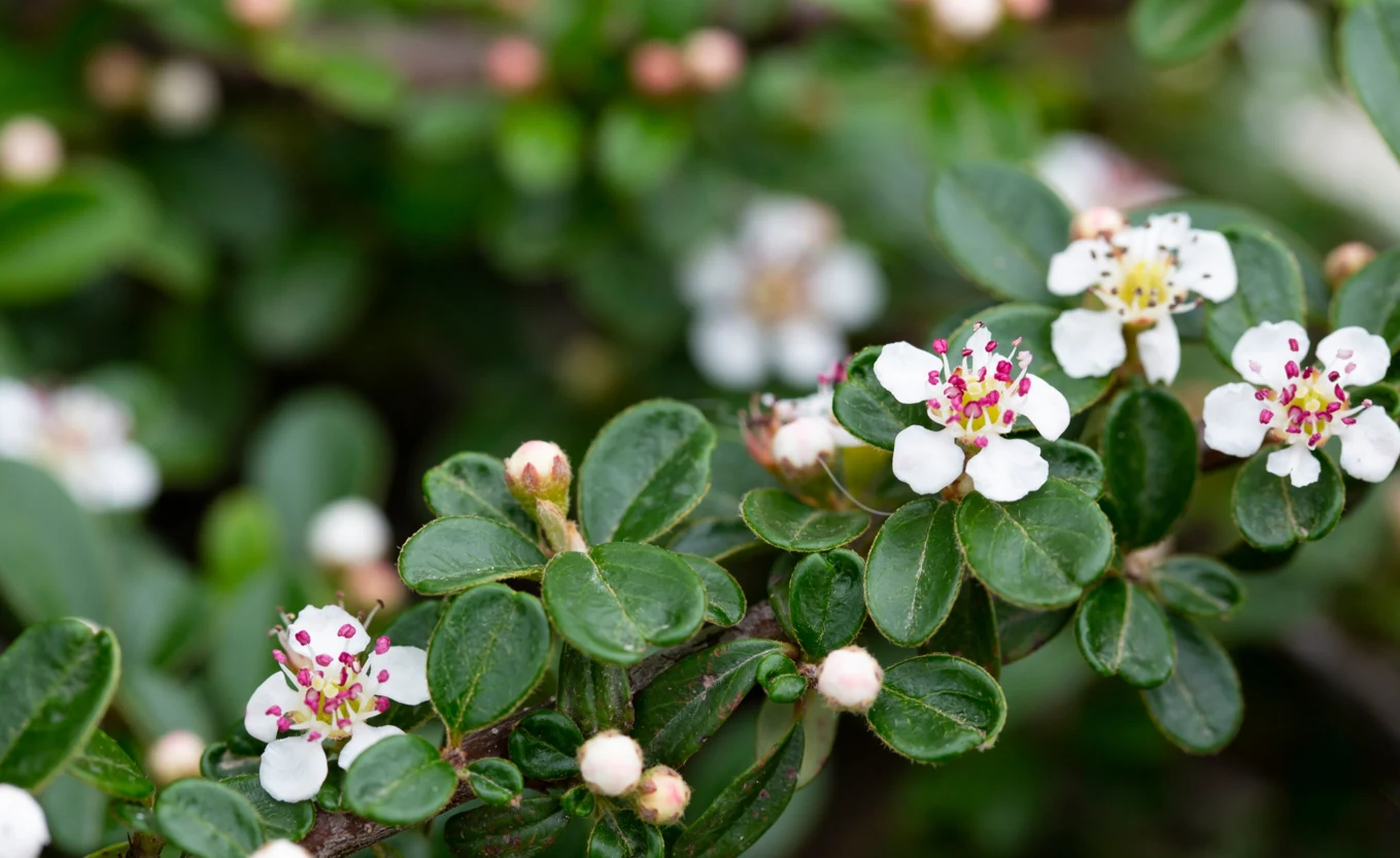 Kwiaty irgi płożącej
