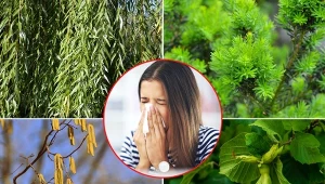 Uwaga, te drzewa i krzewy pylą już w marcu. Masz je w ogrodzie, rosną przy drogach, na wsi, w mieście