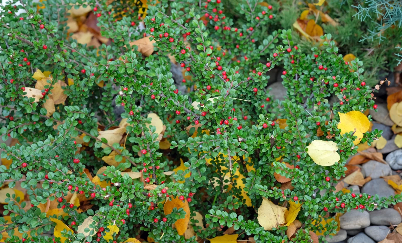 Owoce irgi płożącej