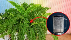 Wyjaśniamy, czym nawozić paprotkę, by była bujna i zdrowa. Fot. 123RF.com/CanvaPro:cottonbro