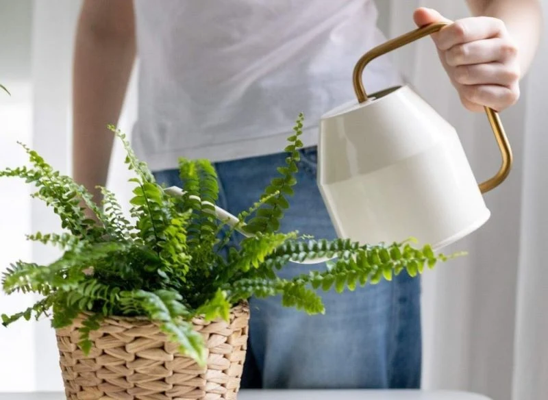 Domowy nawóz odżywi paprotkę