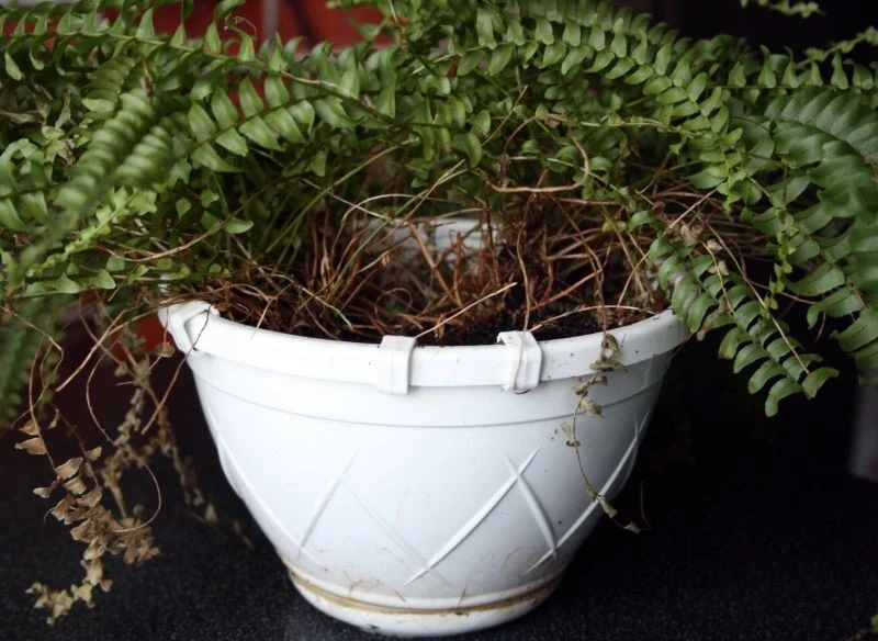 Zimą, gdy w mieszkaniu jest zbyt ciepłe powietrze paprotka może zacząć usychać