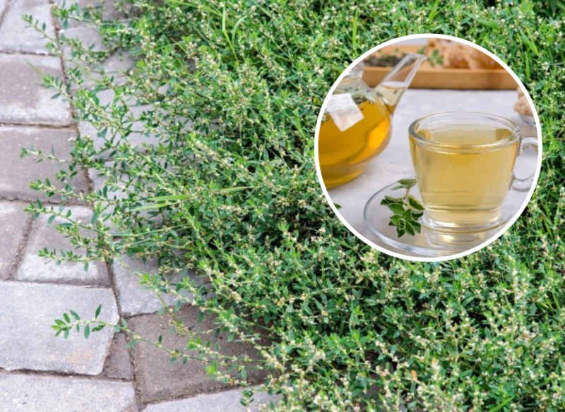 Rdest ptasi znany jest ze swoich właściwości zdrowotnych