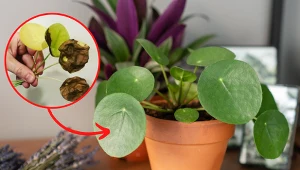 Czego nie lubi kwiat pieniążek? Fot. 123RF.com/ohiotropics.com