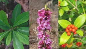 Zapach wawrzynka wilczełyko jest już wyczuwalny z odległości nawet kilkudziesięciu metrów.