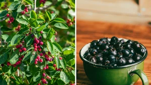 Wyjaśniamy, jak uprawiać świdośliwę Lamarcką.